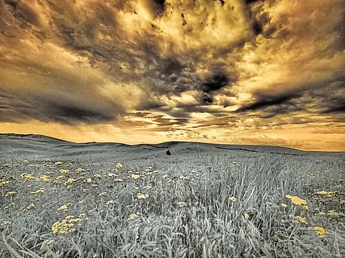 USA-Washington State-Palouse-Spring Poppies and wheat field and clouds Art Print